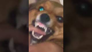 The Devil Side Of The Corgi