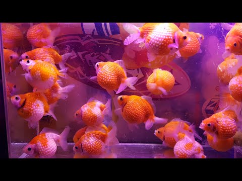 Video Goldfish - Cá vàng ranchu đầu xù, Oranda đuôi hoa lan,... - youtube