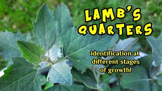Lamb's Quarters Identification At Different Stages of Growth