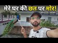 छत पर मोर का शानदार नजारा 🦚❤️ | Beautiful Peacock on My Terrace || Aditya Verma Vlogs Beautiful Bird