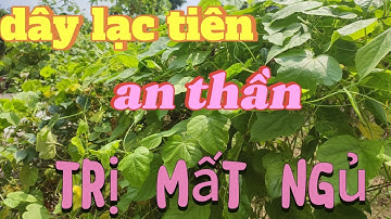 dây lạc tiên ,vị thuốc an thần tự nhiên điều trị mất ngủ, #caythuocquy ,#caythuocquy ,#caythuocnam#