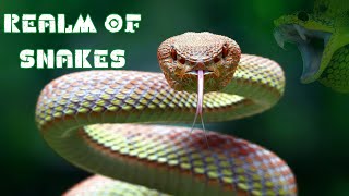 Top Facts about Snakes! Beautiful Compilation With the Most 'Cute' Snakes!