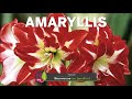 Tout sur les amaryllis la vraie les fausses hippeastrum comment les planter et les faire refleurir