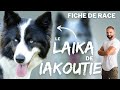 Le laika de iakoutie  race de chien