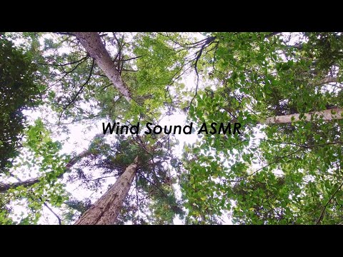 木々を揺らす風の音 | 3時間 wind sound |  ASMR | 睡眠