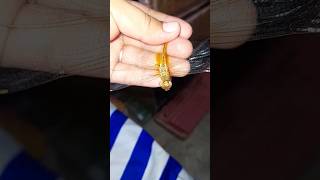 i catch a gold dragon fly #dragonfly #shorts #youtubeshorts
