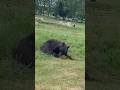 Black Bear in Woburn Safari Park🇬🇧 | Safari in the UK | Wildlife | #Safari