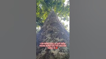 CÂY RỪNG ĐỘC LẠ QUÝ HIẾM TRONG RỪNG SÂU TÂY NGUYÊN HÙNG VĨ
