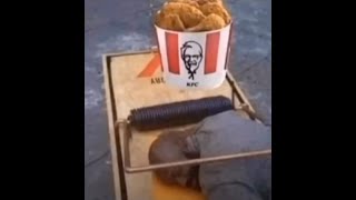 average day in chicago