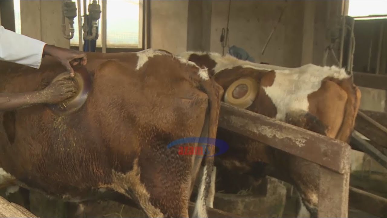 Urutubishaji wa chakula kwa kutoboa tumbo la ng'ombe waonesha matokeo chanya