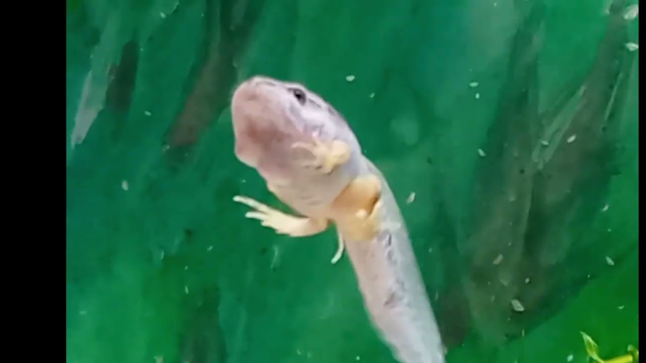 Tadpole Transformation