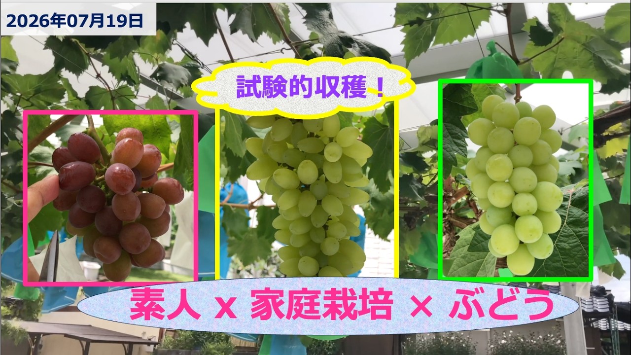 Test Harvest! [2026 No. 13 Cultivation by a Home Gardening Novice