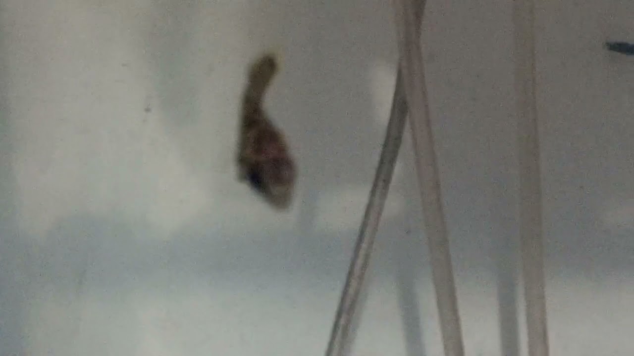 Leopard Bushfish(Ctenopoma Acutriostre)