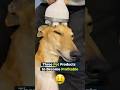Trending Pet Products to Dropship
