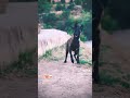 Anime Malinoالمراه Animeedit Pitbull المراره Music Germanshepherd البخل مالينوة توجور فايقة Anime Malinoالمراه Animeedit Pitbull المراره Music Germanshepherd البخل مالينوة توجور فايقة