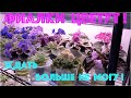 AFRICAN VIOLETS in bloom! Types review.
