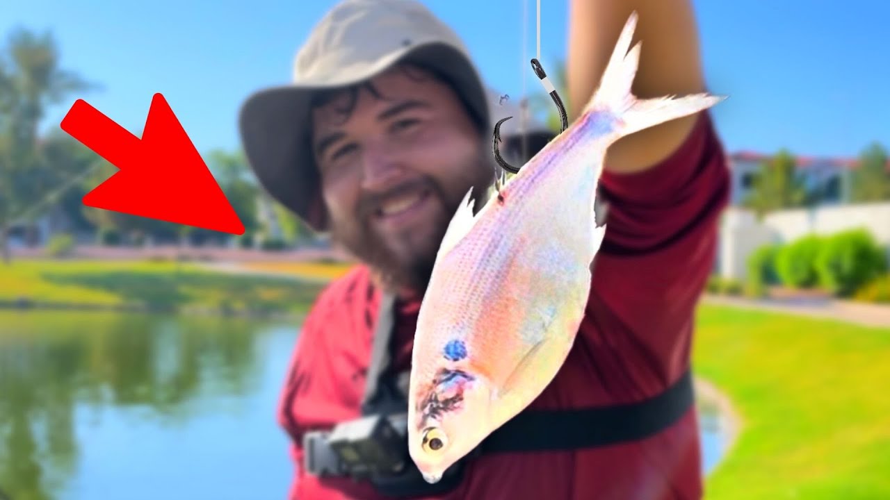 Fishing w/ BIG Livebait in a SMALL Pond (INSANE)