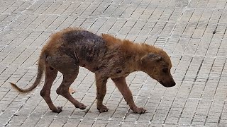 Small dog was found in terrible condition , scared and alone .