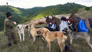 MOȘTENIREA CIOBANILOR | TATĂ și FIU duc mai departe drumul TRANSHUMANȚEI prin locuri SĂLBATICE Ep.1