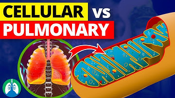 Cellular Respiration vs. Pulmonary Respiration | Quick Explainer Video