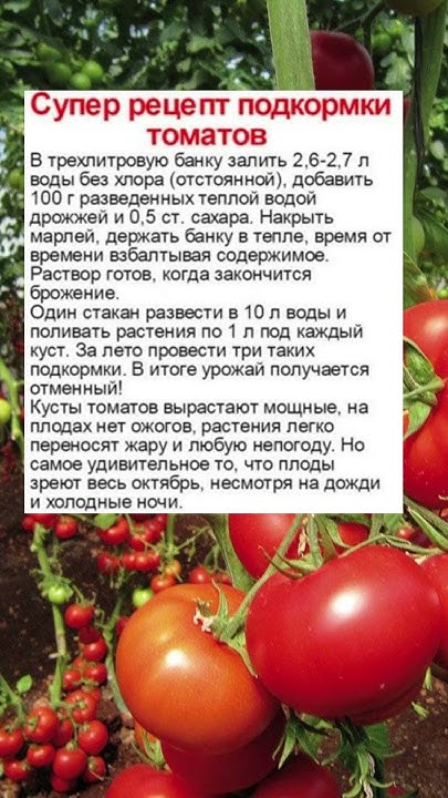 Супер Подкормка Для Томатов! Кисти Будут Ломиться от Помидоров! #shorts ...