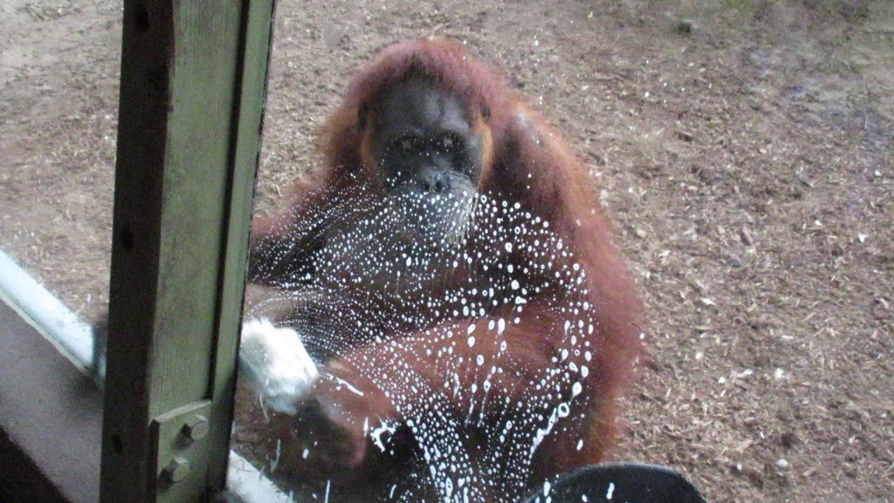 Orangutan at Germany's Allwetter Zoo cleans the windows