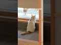 猫ちゃんと暮らす、土間と中庭のある家×工房信州の家#shorts #物語のハコ #家story