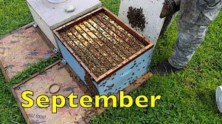 Late Summer Colony Inspection