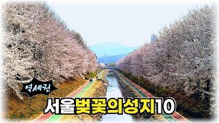 절대 실패 없는 서울 벚꽃의 명소 베스트10 #역세권#서울벚꽃성지#당일치기여행