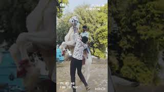rayfal horse ghanshyampur