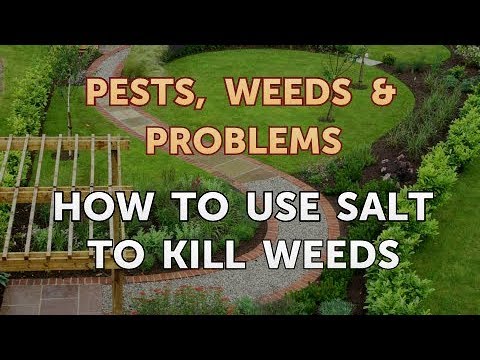 does salt kill weeds