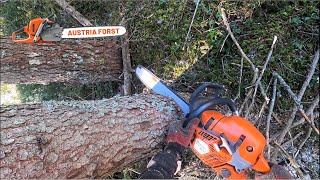 Holzfällen bei bestem Wetter by Austria Forst 6,464 views 1 month ago 13 minutes, 6 seconds