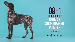 German Shorthaired Pointer by Forever Home Initiative 231 views 1 year ago 1 minute, 16 seconds