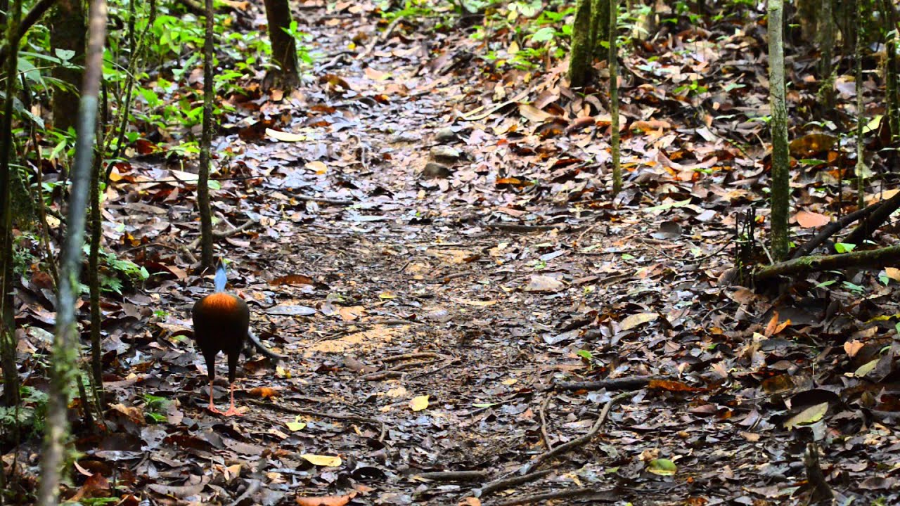 DSC 7230 Argus Call & Flight