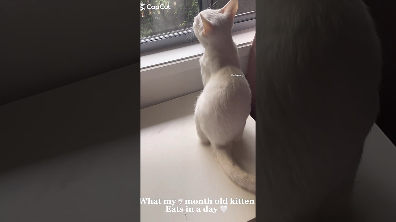 What my 7 month old kitten eats in a day! 🤍😻 