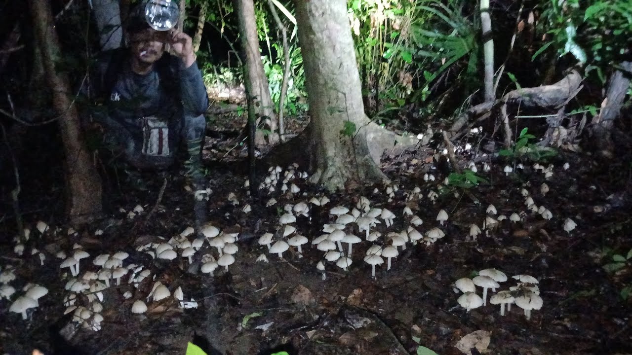 Nhổ nấm mối khu vực có rất nhiều ổ nấm cực đẹp