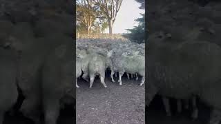 Tiny Dog's Sheep Herding Skills in Action