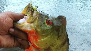 Apoteri Fishing Expedition guyana