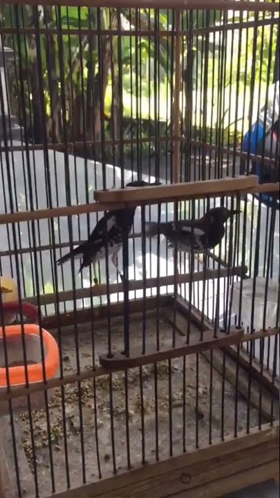 anis kembang/ anis macan kawin di kandang kotak#shorts