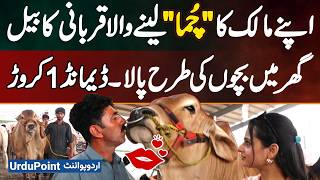 Lahore: Sacrificial Bull Kisses Its Owner, Raised Like A Child – Demand Rs. 1 Crore