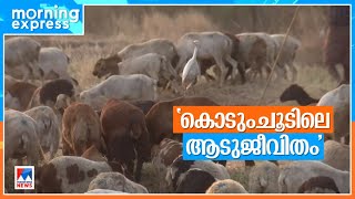 പാലക്കാടൻ ചൂട് സഹിക്കാനാവാതെ ചെമ്മരിയാടുകൾ: കർഷകരും ആശങ്കയിൽ | Palakkad | Heat | Goats