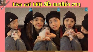 ลีโอ แมวลิซ่า ฮาๆ น่ารัก Lisa cat LEO