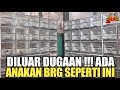 DILUAR DUGAAN ! TERNYATA DI KIOS PASAR BURUNG PRAMUKA ADA ANAKAN BURUNG INI !