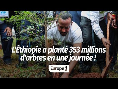 Vidéo: L'Inde Vient De Planter 50 Millions D'arbres En Une Journée - Réseau Matador