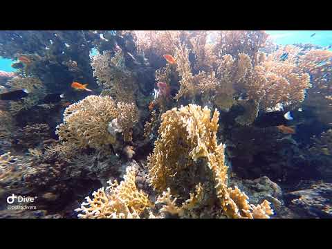 Japanese Garden snorkeling and Diving site in Aqaba - Jordan 🇯🇴