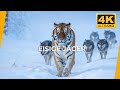GEISTER DES EISES 4K | Sibiriens Tiger & Wölfe: Jagd im Schnee | Natur & Ruhe 4K