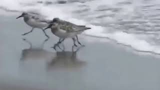 Birds runs from water ear rape