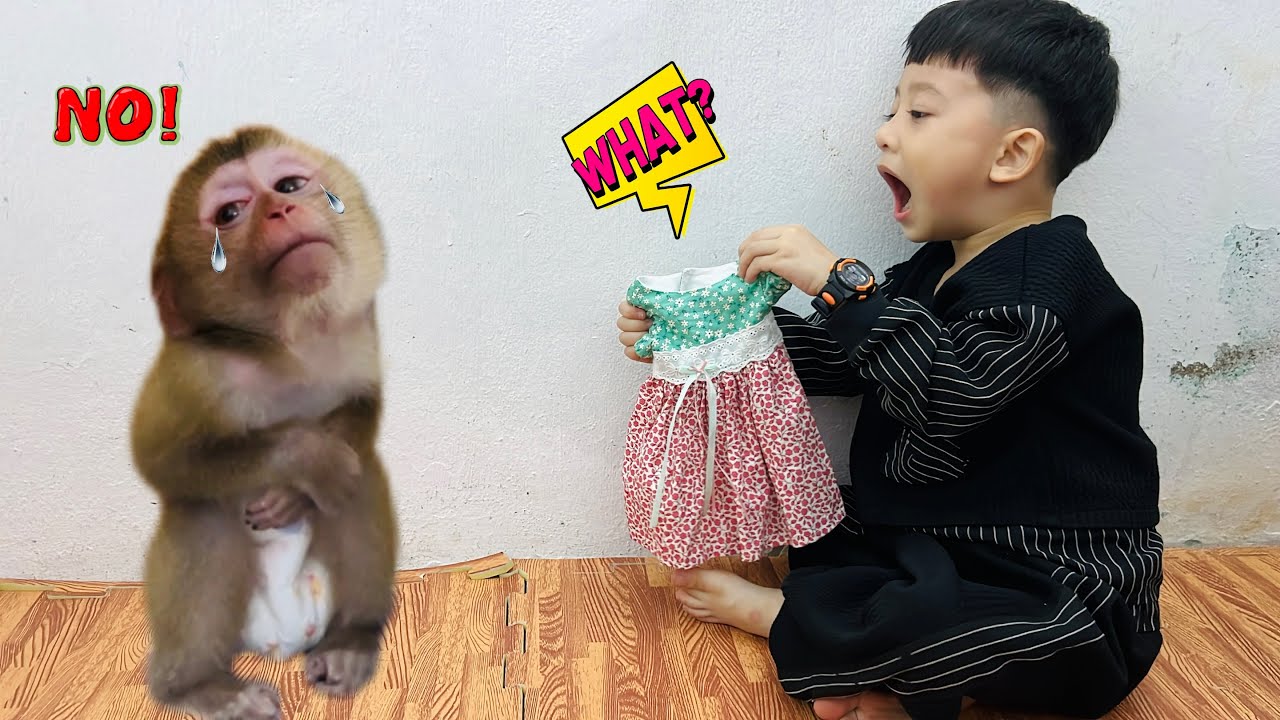 Diana the monkey wants to wear a new dress.