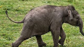 Cute Baby Elephant Chasing A Bird (He Tried His Best!)