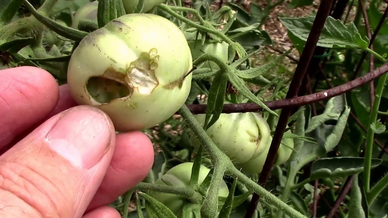 Worms Eating My Tomatoes. Armyworms and Fruitworms. - YouTube